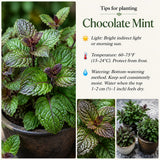 Chocolate Mint Live Plant, Kitchen Herb Garden Plant, 3.5 Inch Pot