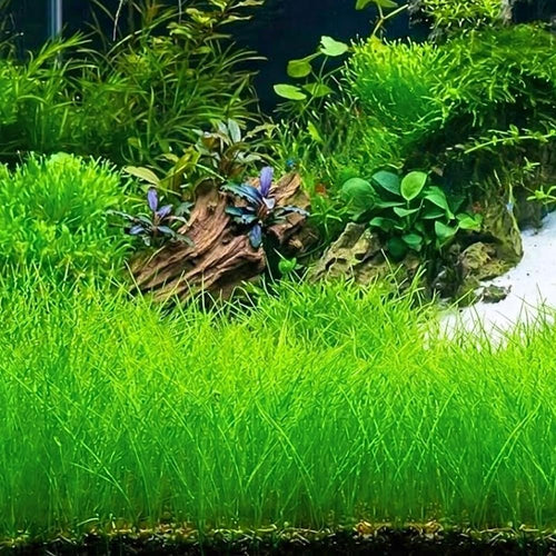 100 Aquarium Seeds, Aquarium Live Plants, Patio Container Plant