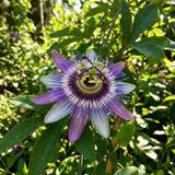 2 Deep Purple Passion Flower Plants, Passiflora Flower Plant, 4-6 Inch Tall