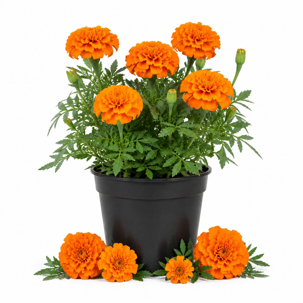 Orange African Marigold Plant Live, 5-7 Inch Tall, 4 Inch Pot