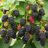 2 Navaho BlackBerry Live Plants, Berry Fruit Bush, 4-6 Inch Tall