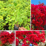 2 Double Red Bougainvillea Live Plants, Outdoor Garden Plant, 4-6 Inch Tall