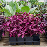 2 Purple Alternanthera Live Plants, Tropical House Plant, 4-6 Inch Tall