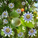 Blue Passion Flower Plant Live, Passiflora Garden Vine, 4-6 Inch Tall