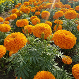 Orange African Marigold Plant Live, 5-7 Inch Tall, 4 Inch Pot