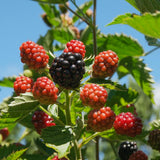 3 Sweet Thornless Boysenberry Plants Live, Garden Plant, 4-6 Inch Tall