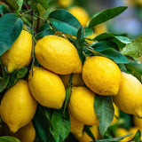 Yellow Meyer Lemon Live Tree, Citrus Fruit Tree, 2 Ft Tall, 1 Gallon Pot