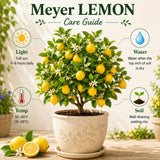 Meyer Lemon Tree Live Plant, Citrus Fruit Plant, 2 Ft Tall, 1 Gallon Pot