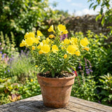 3 Yellow Live Primrose Plants, Vibrant Bloom Flower Plant, 3 Inch Pot