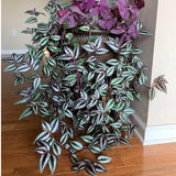 Variegated Live Wandering Jew Plant, Indoor Houseplant, 2 Inch Pot