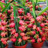 3 White Dragon Fruit Plants Live, Outdoor Garden Fruit Plant