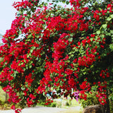 Red Bougainvillea Plant Live, Tropical Climbing Vine, 4 Inch Tall