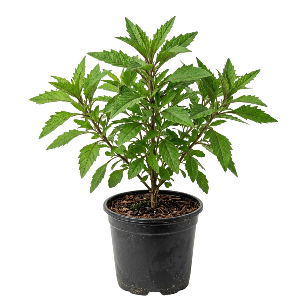 Epazote Plant Live, Fragrant Herb, 4-7 Inch Tall, 4 Inch Pot