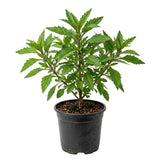 Epazote Plant Live, Fragrant Herb, 4-7 Inch Tall, 4 Inch Pot