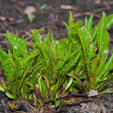 2 Horseradish Plants Live, Live Starter Plant, 4-6 Inch Tall