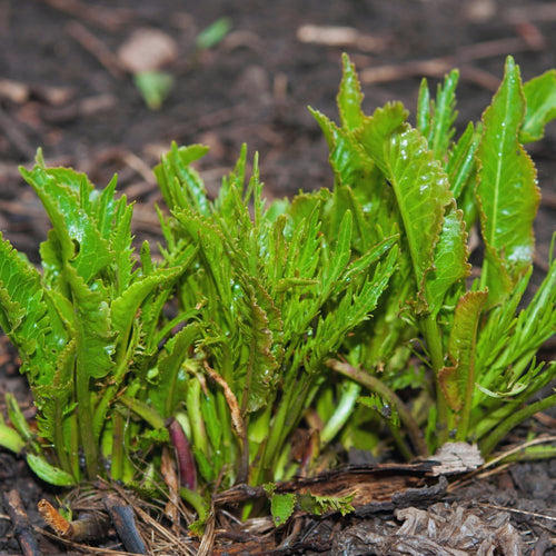 2 Horseradish Plants Live, Live Starter Plant, 4-6 Inch Tall