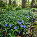 Blue Vinca Periwinkle Vine Live, Hardy Perennial Flower Plant, 4 Inch Pot