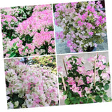 White Pink Bougainvillea Live Plant, Vine Plant, 6-8 Inch Tall, 4 Inch Pot