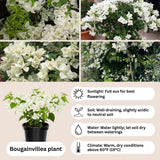 Set 2 White Bougainvillea Live Plant 5-7 Inch Tall