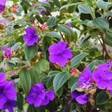Purple Tibouchina Princess Live Plant, Flower Shrub Plant, 3-5 Inch Tall