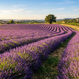 Lavender Provence Plant, Lavender Herb Plant, 4-9 Inch Tall, 3.5 Inch Pot