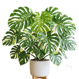 Monstera Live Plant, Outdoor Garden Plant, 5-7 Inch Tall
