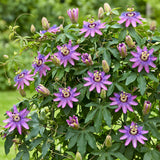 2 Passion Flower Plants Live, Patio Container Plant, 4-7 Inch Tall