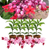 4 Red Bleeding Heart Live Plants, Home Garden Plant, 4-6 Inch Tall