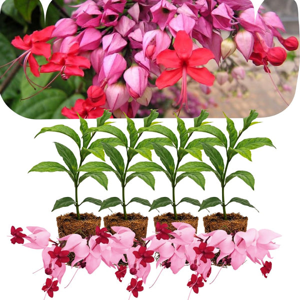 4 Red Bleeding Heart Live Plants, Home Garden Plant, 4-6 Inch Tall