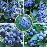 2 Sharpblue Blueberry Bushes Live Plants, 4-6 Inch Tall