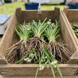 Set 3 Chive Roots for Planting, Perennial Culinary Onion Herb