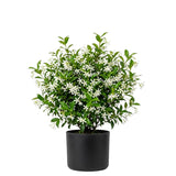 Star Jasmine Vine Live Plant, Fragrant Flower Vine Plant, 3 Inch Pot
