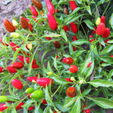 Red Chile Pequin Pepper Live Plant, Potted Plant, 4-7 Inch Tall, 4 Inch Pot