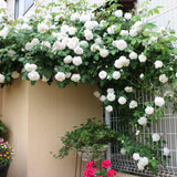 Climbing Rose Plant Live, Reblooming Rose Bush, 2-3 Inch Tall