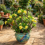 Yellow Crown of Thorns Live Plant, Cactus Plant, 4-6 Inch Tall, 4 Inch Pot