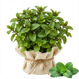 2 Lemon Mint Live Herb Plants, Fragrant Culinary Mint, 4-5 Inch Tall