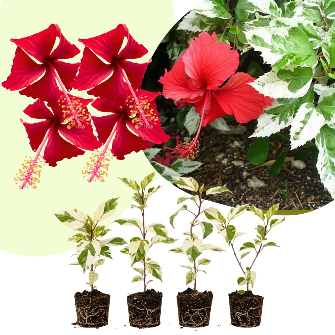 4 Snow Hibiscus Live Plants, Hibiscus Flower, Patio Container Plant, 4-8 Inch Tall