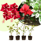 4 Snow Hibiscus Live Plants, Hibiscus Flower, Patio Container Plant, 4-8 Inch Tall