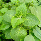 Set 2 Cuban Oregano Live Plant 4 to 5 Inch