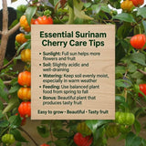 Live Surinam Cherry Tree Live Plant 4–7" Tall