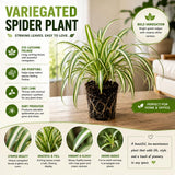 Variegated Spider Live Plant, Spider Indoor Houseplant, 4-6 Inch Tall