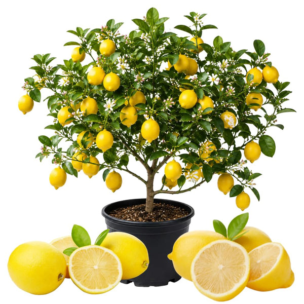 Grafted Meyer Lemon Tree, Meyer Lemon Fruit Plant, 2 Ft Tall, 1 Gallon Pot