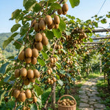 Hardy Kiwi Live Plant, Berry Vine Plant, 4-6 Inch Tall