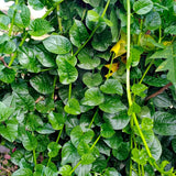 Green Spinach Live Plant, Live Starter Plant, 4-6 Inch Tall