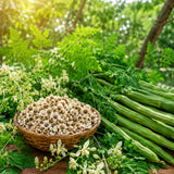 Moringa Oleifera Live Plant, Outdoor Garden Herb Tree, 4-6 Inch Tall