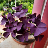 Purple Shamrock Oxalis Plant Live, Indoor Decor Plant, 3.5 Inch Pot