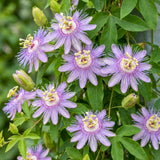 2 Purple Live Passion Flower Plants, Home Garden Plant, 4-7 Inch Tall
