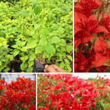 2 Red Bougainvillea Live Plants, Home Garden Plant, 4-6 Inch Tall