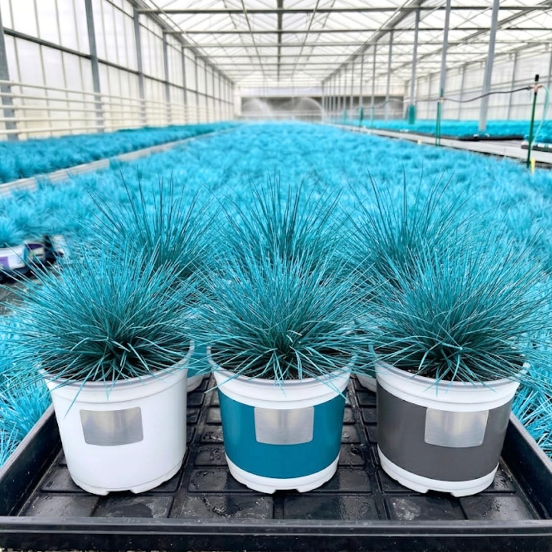 Blue Fescue Live Plant, Perennial Garden Grass, 3-6 Inch Tall, 4 Inch Pot