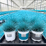 Blue Fescue Live Plant, Perennial Garden Grass, 3-6 Inch Tall, 4 Inch Pot